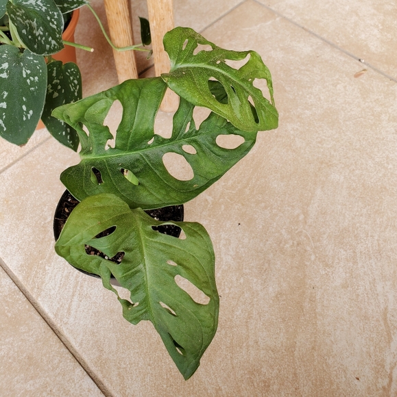 SOLD 🌱Monstera Adansonii (D) - Picture 4 of 7